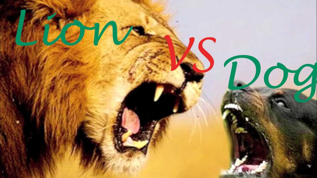 Dog vs Lion,Dog vs Lion Real Fight HOT YouTube