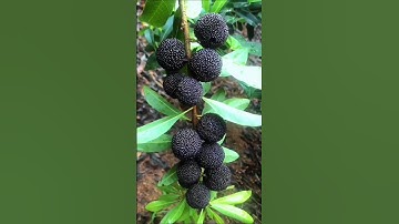 #القرآن_الكريم #holy_quran #تلاوة هادئه