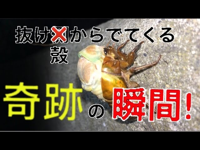 セミが幼虫から成虫になる奇跡の瞬間 Youtube