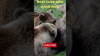 Bear cubs who drink milk #shorts