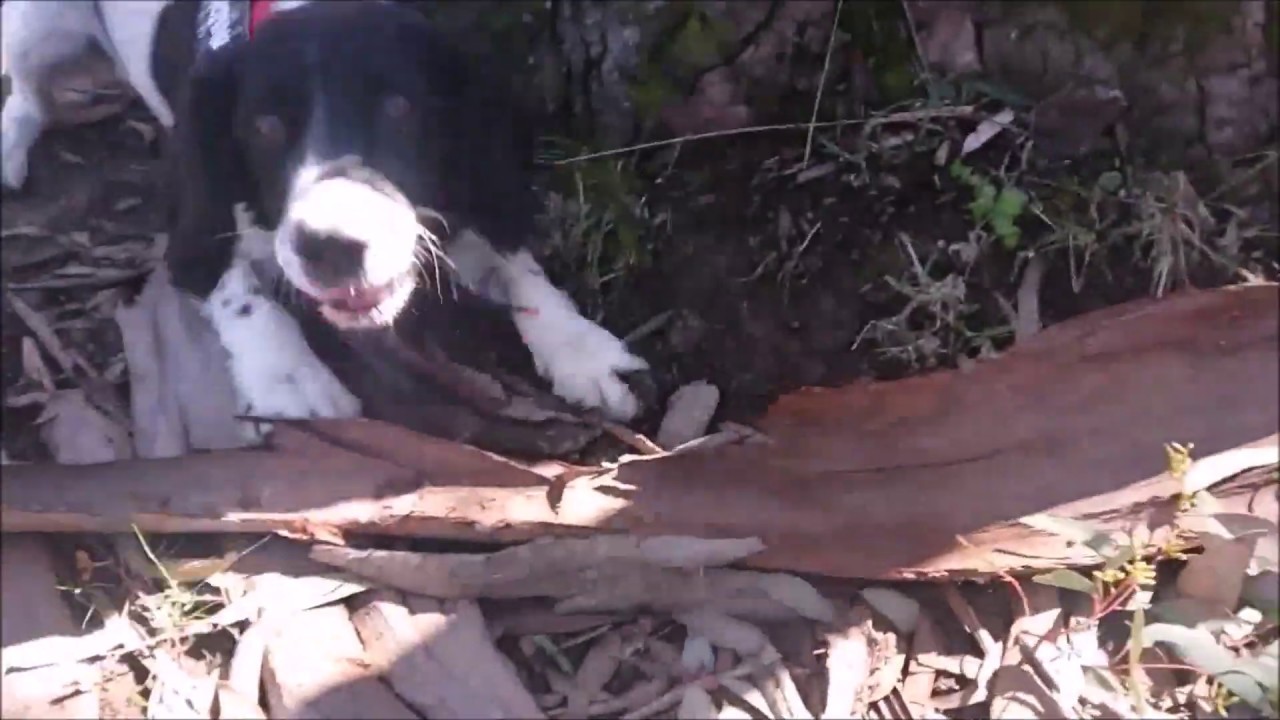 Sept 2019 OWAD Koala & Quoll survey for EMM Consulting