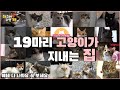 19마리 고양이와 함께사는 집은 어떨까? 나만 없는 고양이 다 여기있네ㅠㅠ