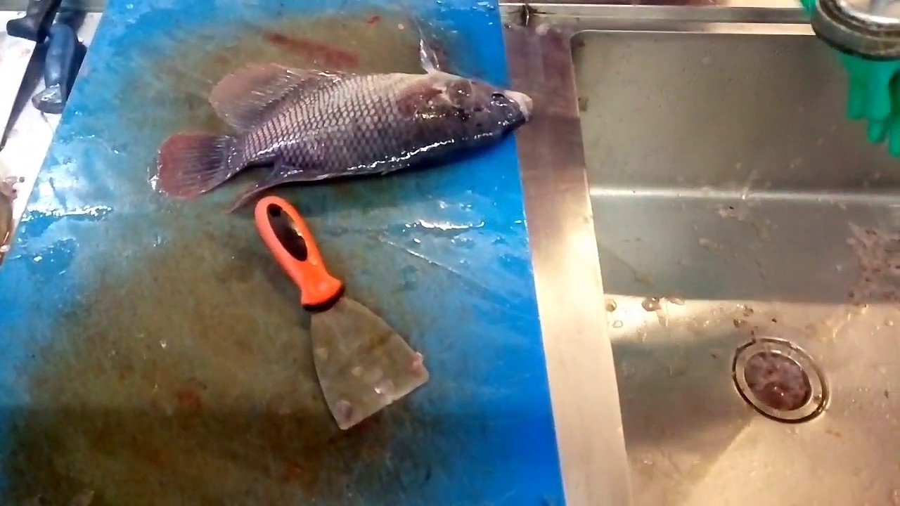 Hebatt cara membuang sisik ikan gurami YouTube