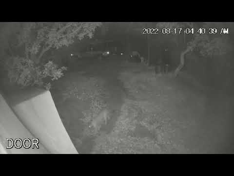 Mountain Lion at Front Door