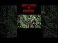 VIETNAM WAR EXPLAINED: HOW A SMALL NATION DEFEATED A SUPERPOWER
