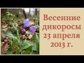 Весенние дикоросы 23 апреля 2013