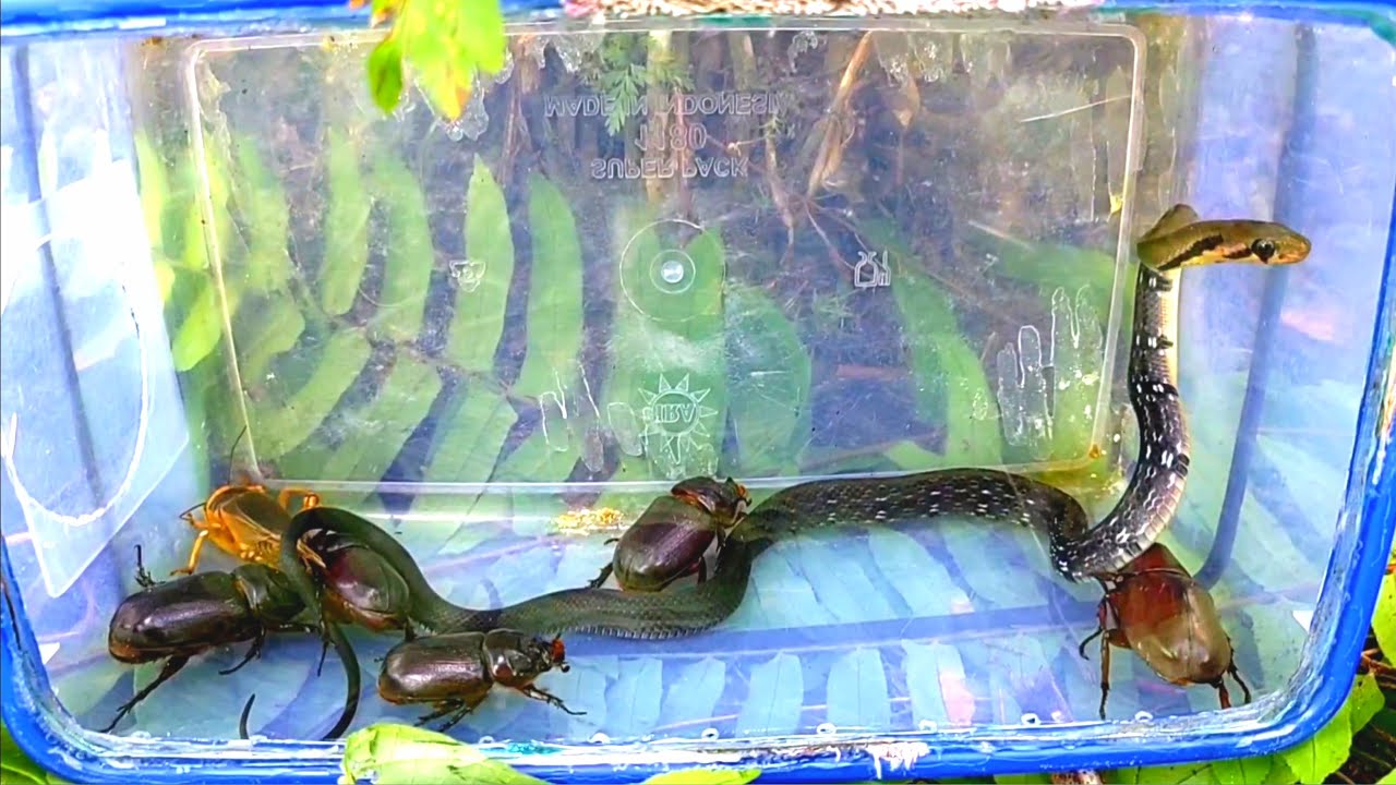 Picture Idea: I Caught Beautiful Snakes And Rhinoceros Beetles In The Oil