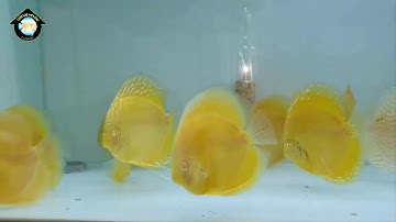 CÁ DĨA VÀNG MẮT ĐỎ CAO CỜ - YELLOW HIGHBODY ALBINO - SIZE 10/11/12