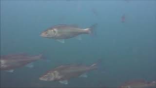 Bass Dicentrarchus labrax Scuba Diving North Norfolk