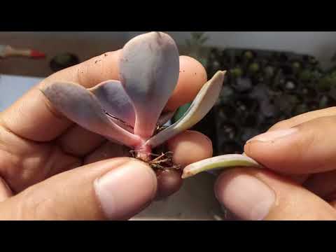 Video: Hoodia Gordonii Plant Info - Ano Ang Mga Gamit At Benepisyo ng Hoodia