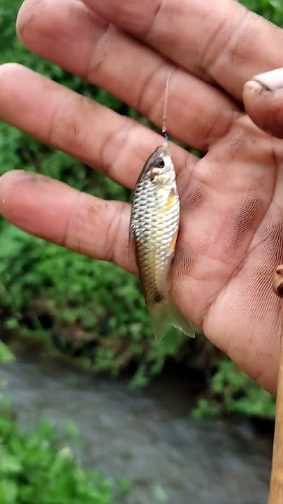Mancing wader yang centil