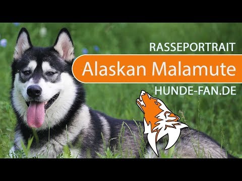 ► Alaskan Malamute [2018] Rasse, Aussehen &amp; Charakter
