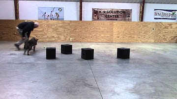 Tillie, K9 Solutions bed bug detection dog in training