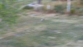 Blair Chasing Rabbit