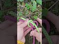 This rope end splice looks incredibly compact, beautiful, and firmly secure #knots #rope #lifehack