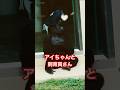 Ai & zoo keeper 【東山動物園ゴリラ】 #gorilla #higashiyama