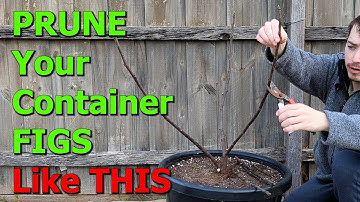 How to PRUNE Your CONTAINER Fig Trees