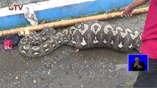 Ular Piton Raksasa Berukuran 7 Meter Makan Anak Sapi Di Kab. Maros, Sulawesi Selatan - Bis 2802