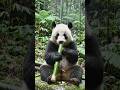 #bear #forest #animals #viral #video