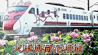 火車與荷花相遇