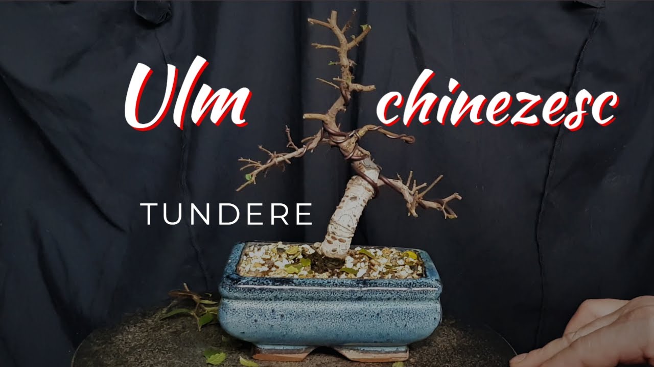 Ulm chinezesc bonsai tundere 2023