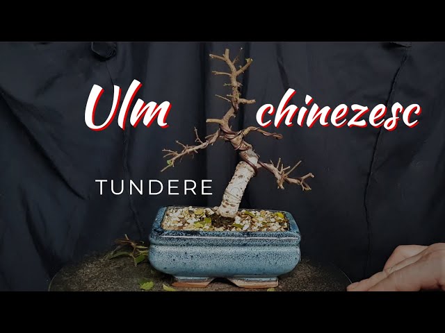 Ulm chinezesc bonsai tundere 2023 - YouTube
