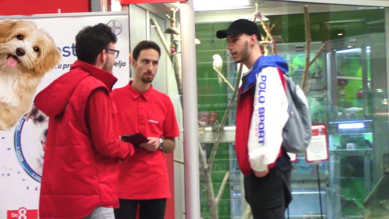 Dobar dan, Jel imate KRAVU ? (PET SHOP)