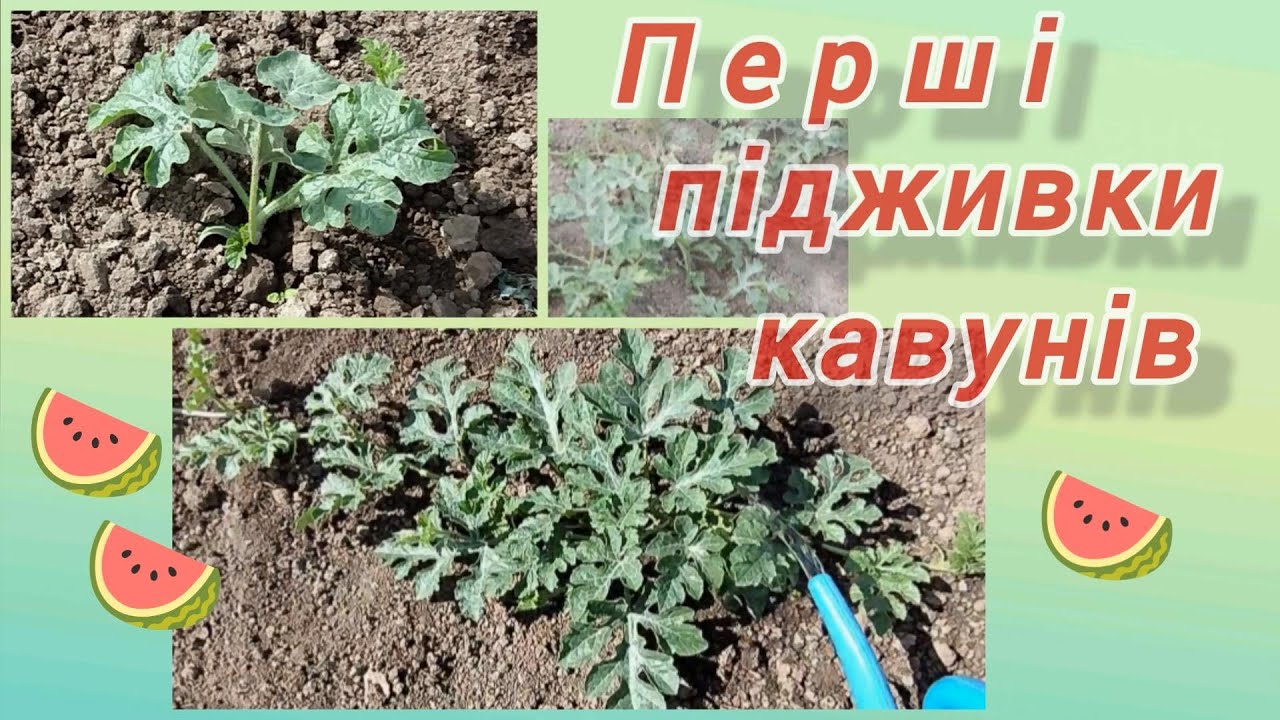 Перші підживки кавунів @vsiogo_potroshku_u_seli