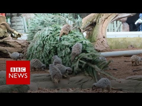 Video: Pet Scoop: Bedreigde Giraffe geboren in de Britse dierentuin, Geiten helpen bij het recyclen van kerstbomen