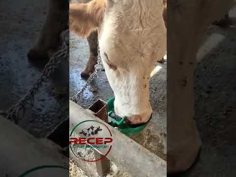 Поилка автоматическая для лошадей и КРС, видео 1