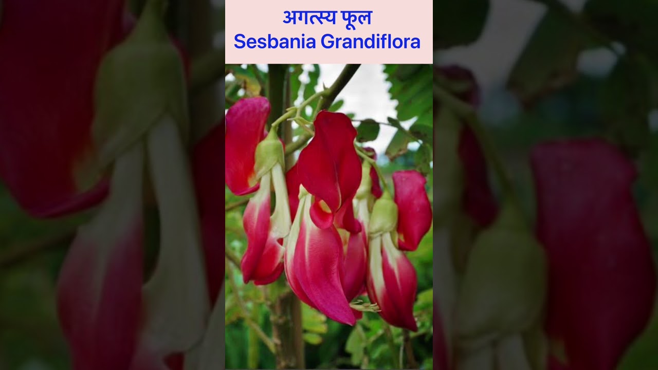 Цветок агастья (Sesbania Grandiflora). Знакомство и применение. 