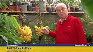 видео В Украине появился необычный картофель
