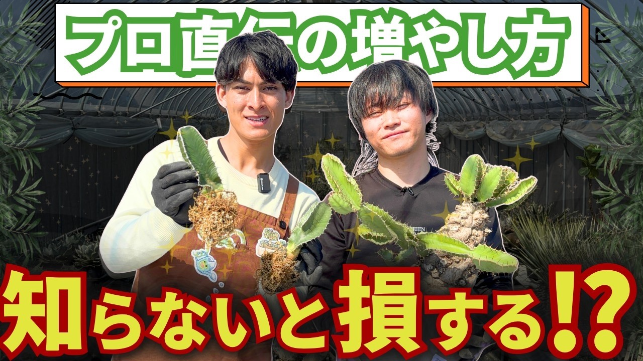 Professional Tips] How to Propagate Euphorbia! The Complete Guide