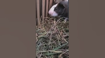 🥹broku is very cute #cute #guineapigbridge #animals #marmutlucu #guineapigcage #marmut #pets