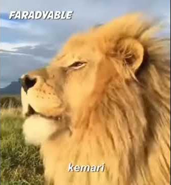 Singa panggil orang....