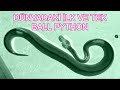 DÜNYADAKİ İLK VE TEK BALL PYTHON / MIKE YENİ TERRA |OKAN YÜCETÜRK