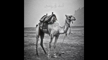 سورة الغاشية أَفَلَا يَنظُرُونَ إِلَى الْإِبِلِ كَيْفَ خُلِقَتْ بصوت الشيخ علي جابر رحمة الله تعالى
