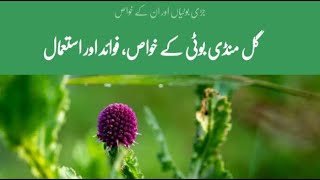 گل منڈی کے خواص، فوائد اور استعمال|Desi boti