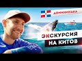 ДОМИНИКАНА 🌴  Экскурсия на китов в Самане, Доминикана🐳 Обзор ресторанов Лас-Терренас