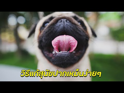 วีดีโอ: วิธีกำจัดกลิ่นปากในสุนัข