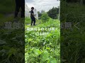 マキタポールヘッジトリマー両手ハンドル草刈り #PHT #草刈り #草刈機