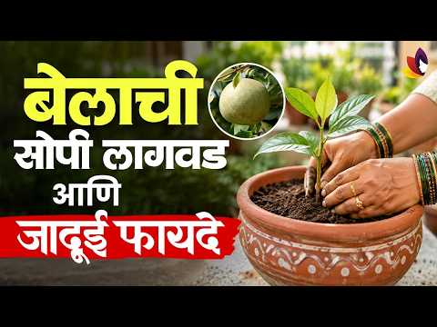 कुंडीत बेलाचे झाड कसे लावावे? | Bel Tree Plant Growing & Care Tips | Lokmat Sakhi