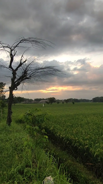 lembayung senja #nature #cinematiksawah #travel