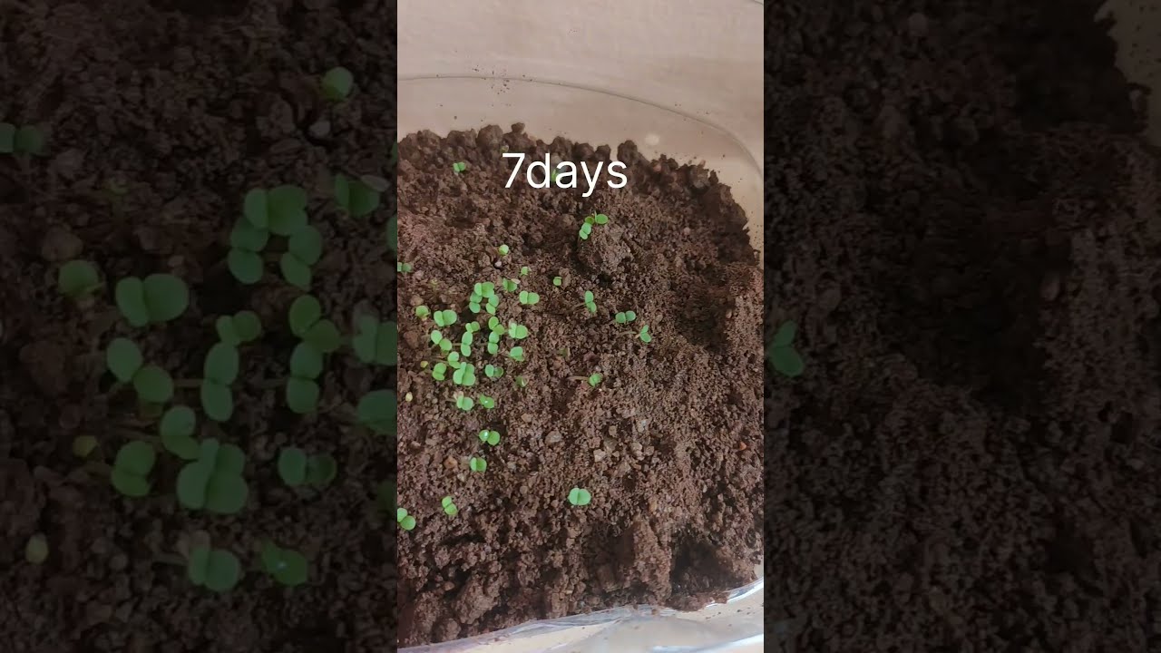  Daisy Flower Plant Growing Youtube Shorts Do Subscribe Support Me