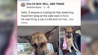 'Bait and switch' scam uses photos of injured animals to get people to share fraudulent links