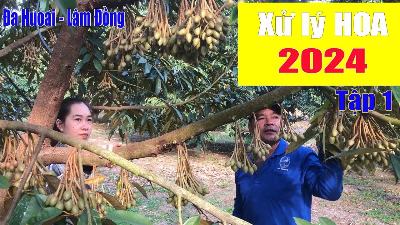 ĐI DINH DƯỠNG NUÔI BÔNG THEO CÁCH ANH THIẾT -  TẬP 1