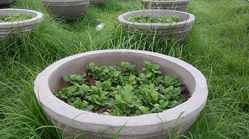 Cúc chậu 7 cắt cơi lần 1 nhánh lên rất đẹp