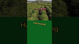 Relax In Field - Harvesting Shorts shortvideo farming farmer farm farmer RelaxFun