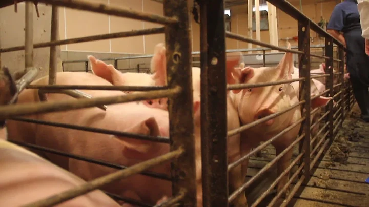 Researchers killing PRRS virus with UV light to protect pigs - 天天要闻