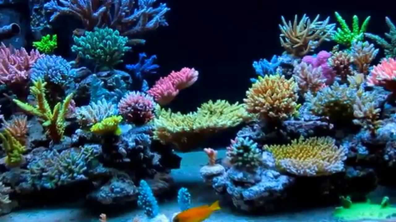 Krzysztof Tryc's reef tank - system with All in one biopellets